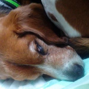 Meet your Posher, Cory